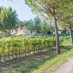 Il Vigneto *